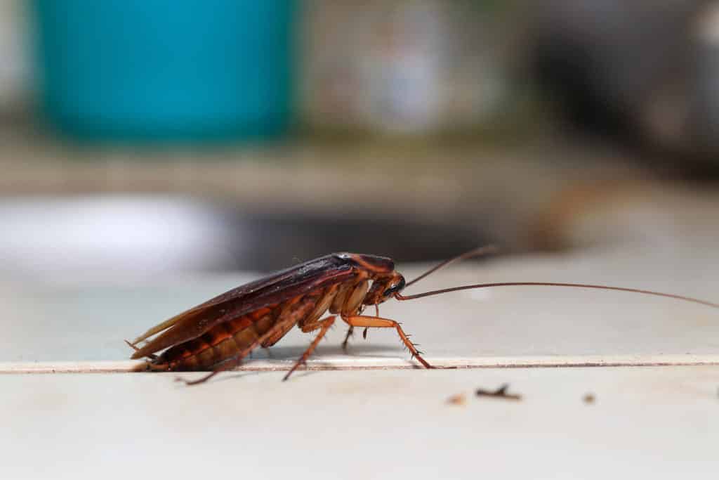 Traitement de cafards et de blattes sur Marseille et les bouches du rhône