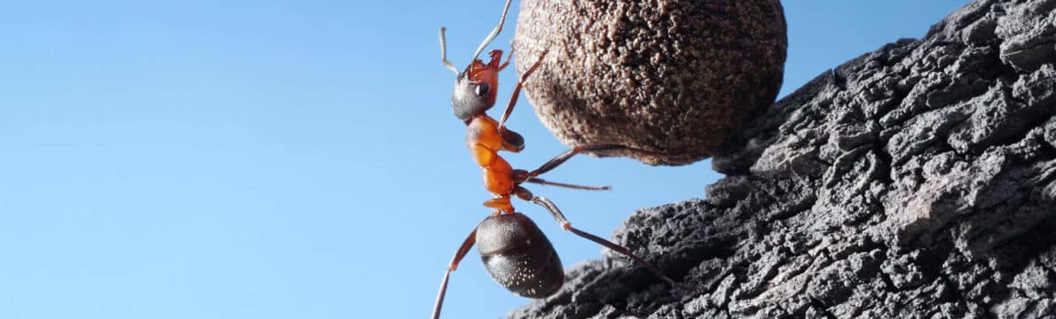 Traitement anti fourmis