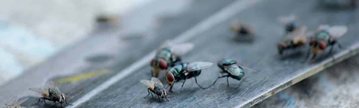 logement infesté de mouches