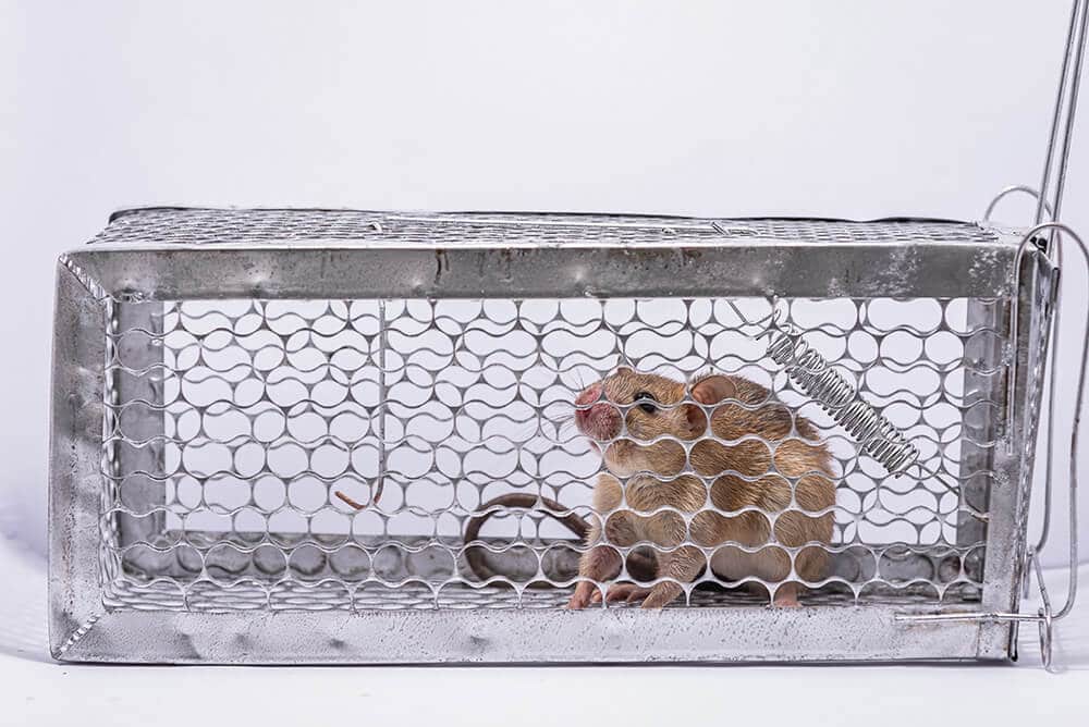 Rat en cage