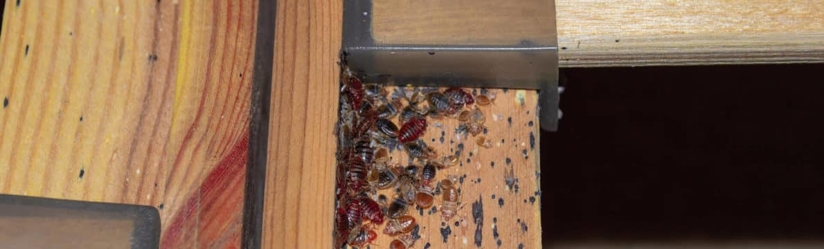 traitement chimique ou naturel de punaise de lit