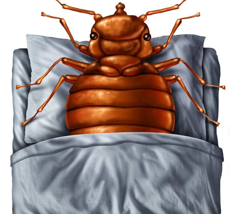 Traitement thermique des punaises de lit