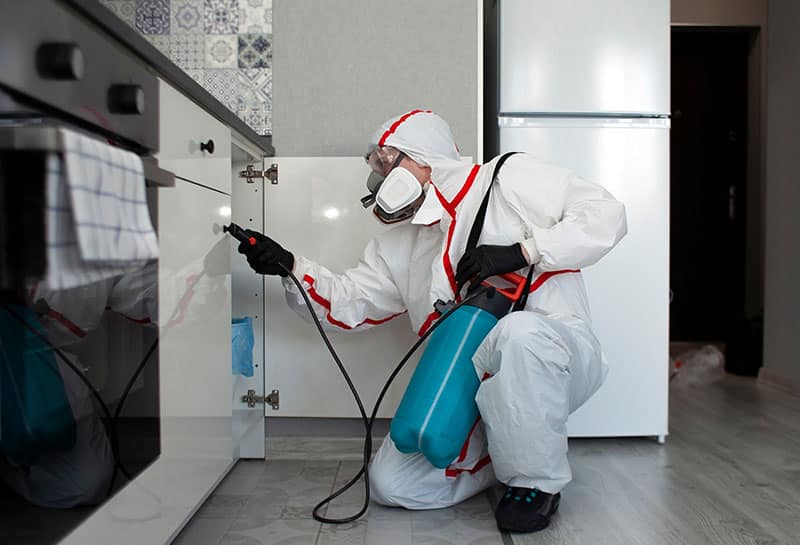 Désinfection contre les cafards