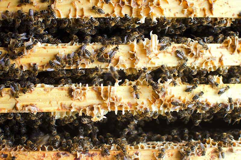 insecte rampants et volatiles