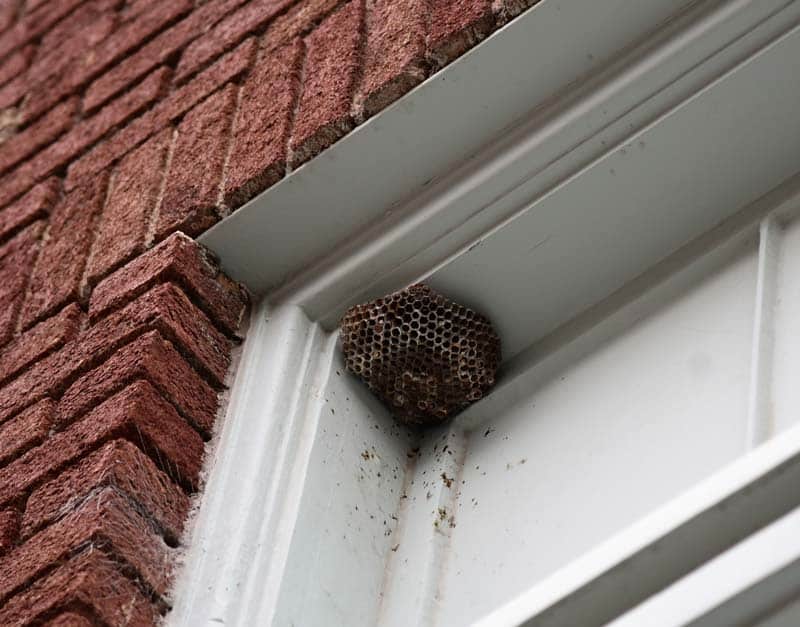 Nid de déchets dans la fenêtre