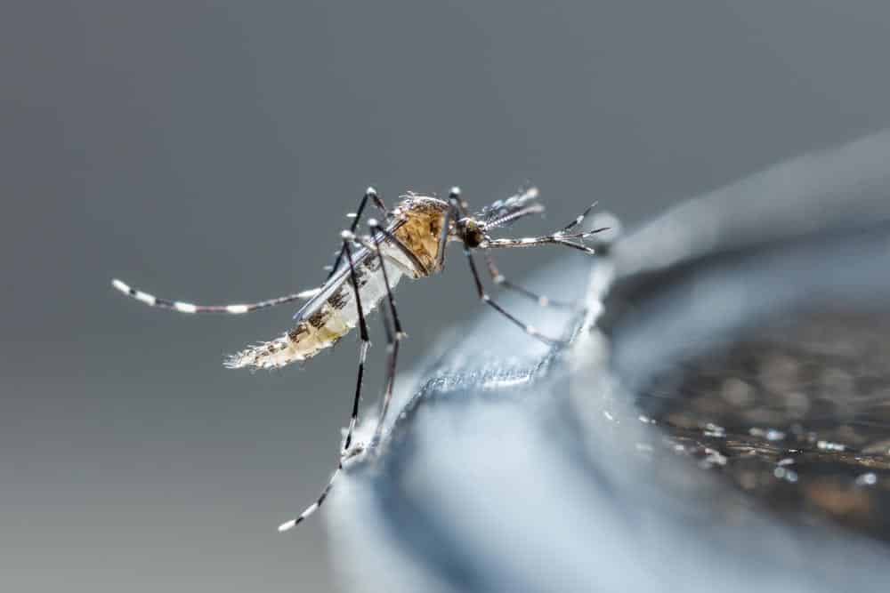 Hygiène-Biotech, le spécialiste de l’éradication des moustiques