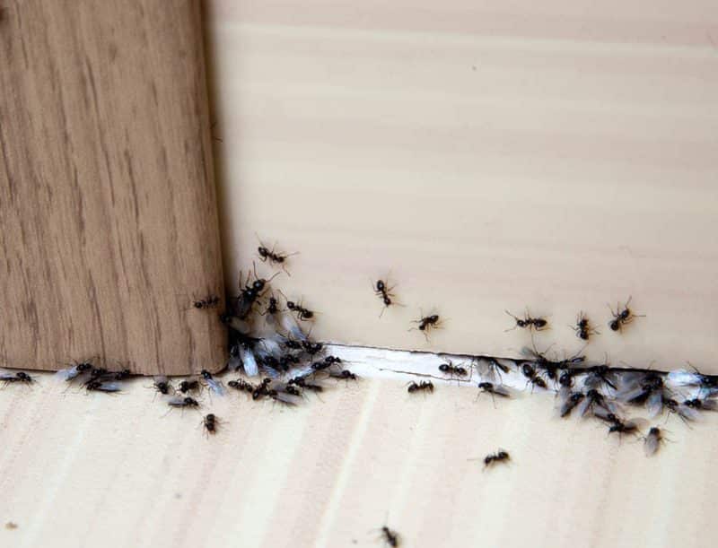 Traitement anti fourmis par application de gel biocide