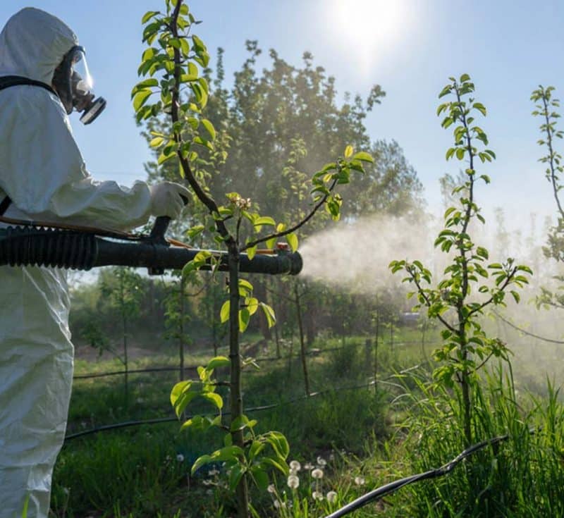La nébulisation d’insecticide biologique