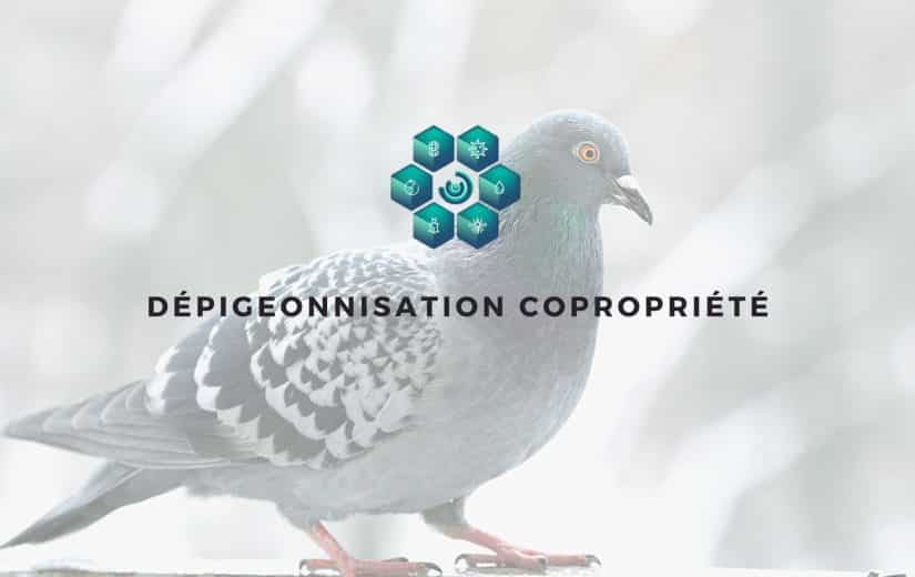 pigeons
