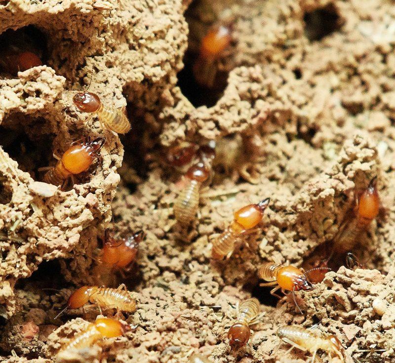 traitement termite