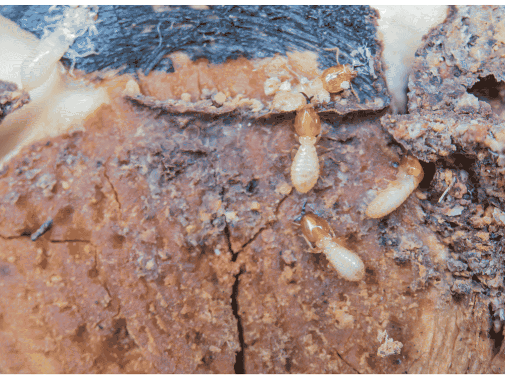 Traitement des xylophages (capricornes, vrillettes, termites) à Bouc-Bel-Air