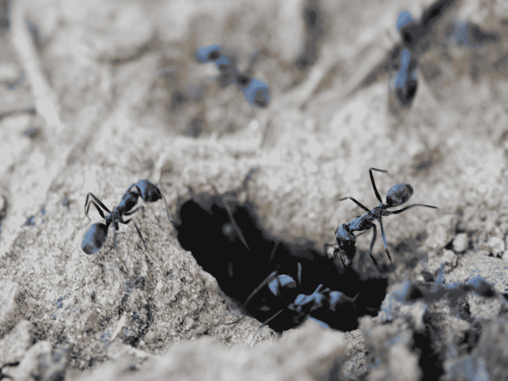 Traitement des fourmis à La Ciotat