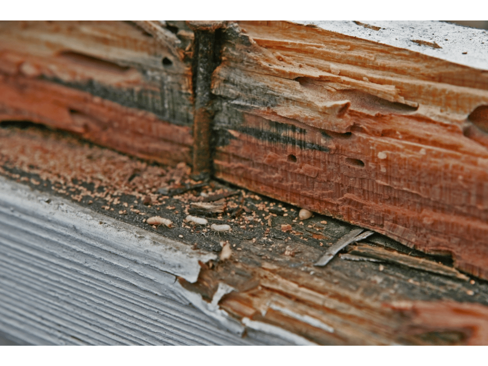 Dératisation Désinsectisation, Expert en punaises de lit à Roquebrune-sur-Argens