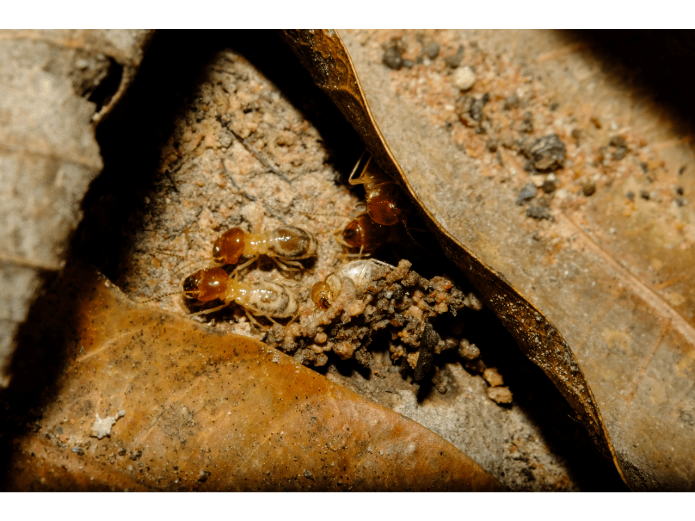 Dératisation Désinsectisation, Expert en punaises de lit à Peyrolles-en-Provence