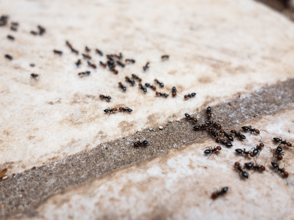 Dératisation Désinsectisation, Expert en punaises de lit à Maussane-les-Alpilles