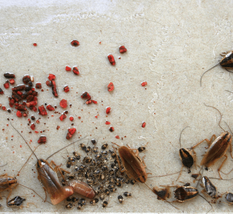 désinsectisation cafards la seyne sur mer