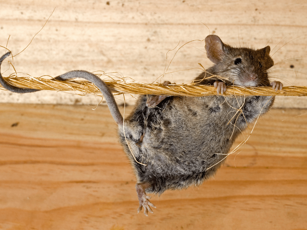 éradication rats et souris sanary sur mer