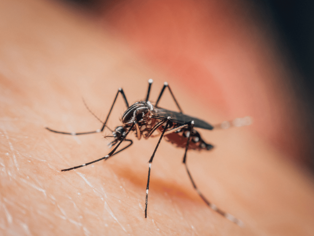 Comment éradiquer les moustiques ?