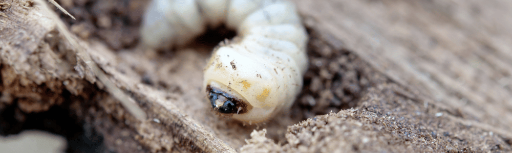 Insectes à bois dans des meubles : nos solutions