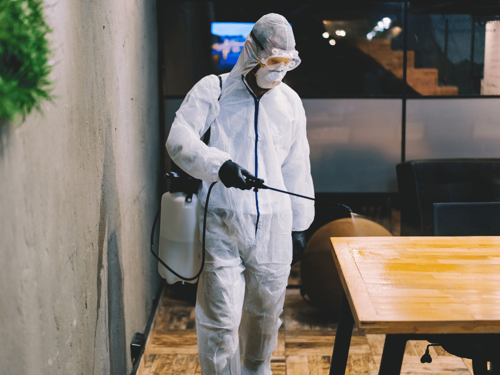 Comment traiter la vrillette du bois ?