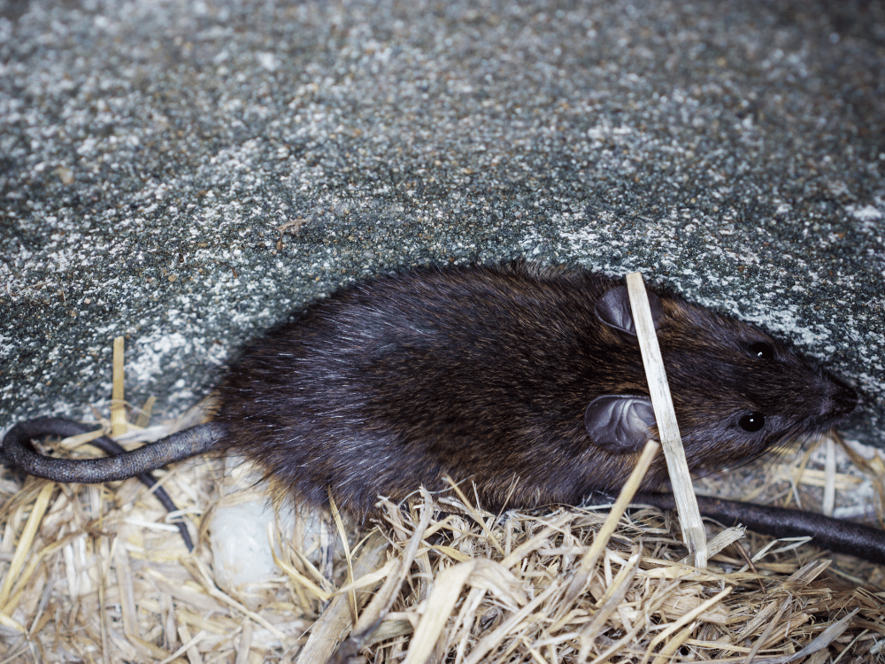 Comment se débarrasser des rats ? Hygiène Biotech