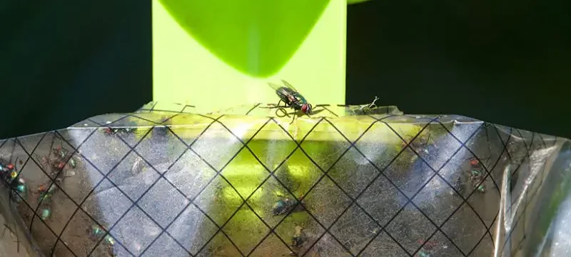 Comment se débarrasser des moucherons ?