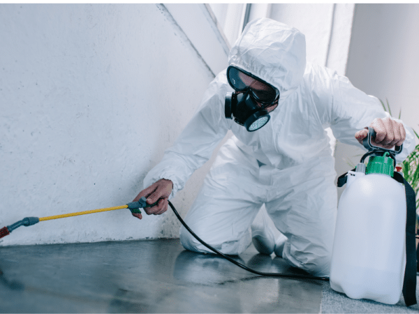 Comment se débarrasser des psoques ?