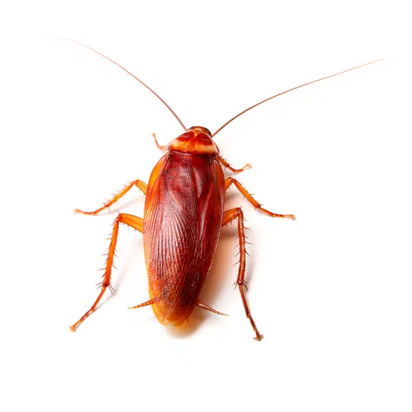 blatte américaine 2
