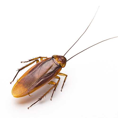 blatte germanique