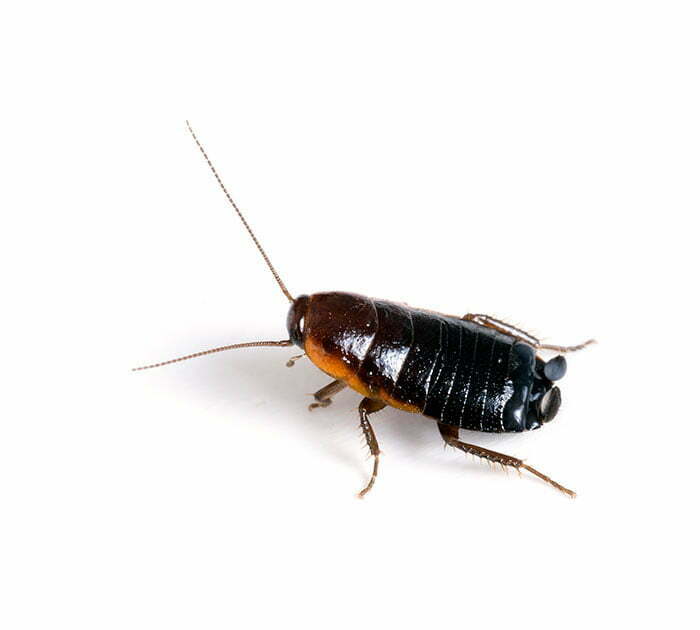 blatte orientale