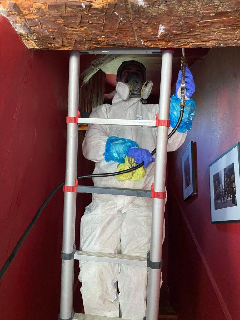 termites sainte maxime