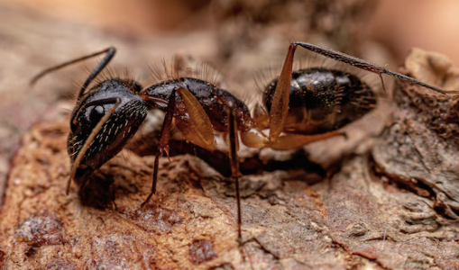 fourmis charpentière traitement