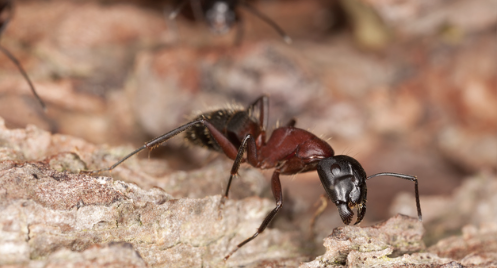 fourmis charpentière traitement