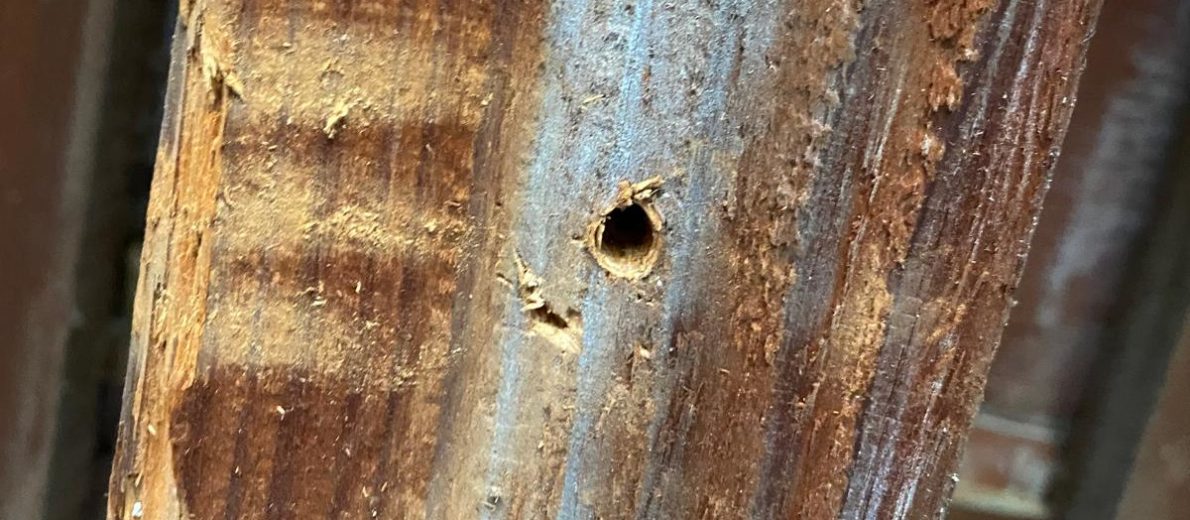 Close-up of a weathered wooden post with rough grain and a small round hole center-stage.
