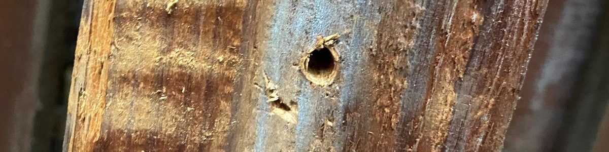 Close-up of a weathered wooden post with rough grain and a small round hole center-stage.