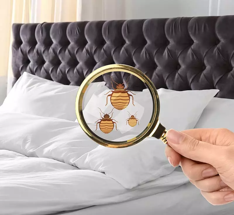 Détection de punaise de lit