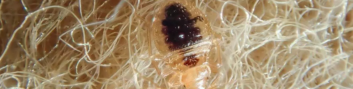 Traitement par cryogénie pour éliminer les punaises de lit