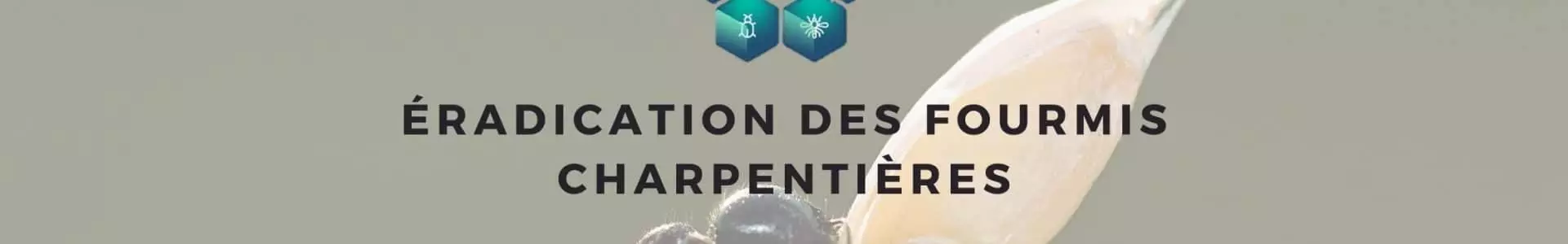 éradication fourmis charpentières