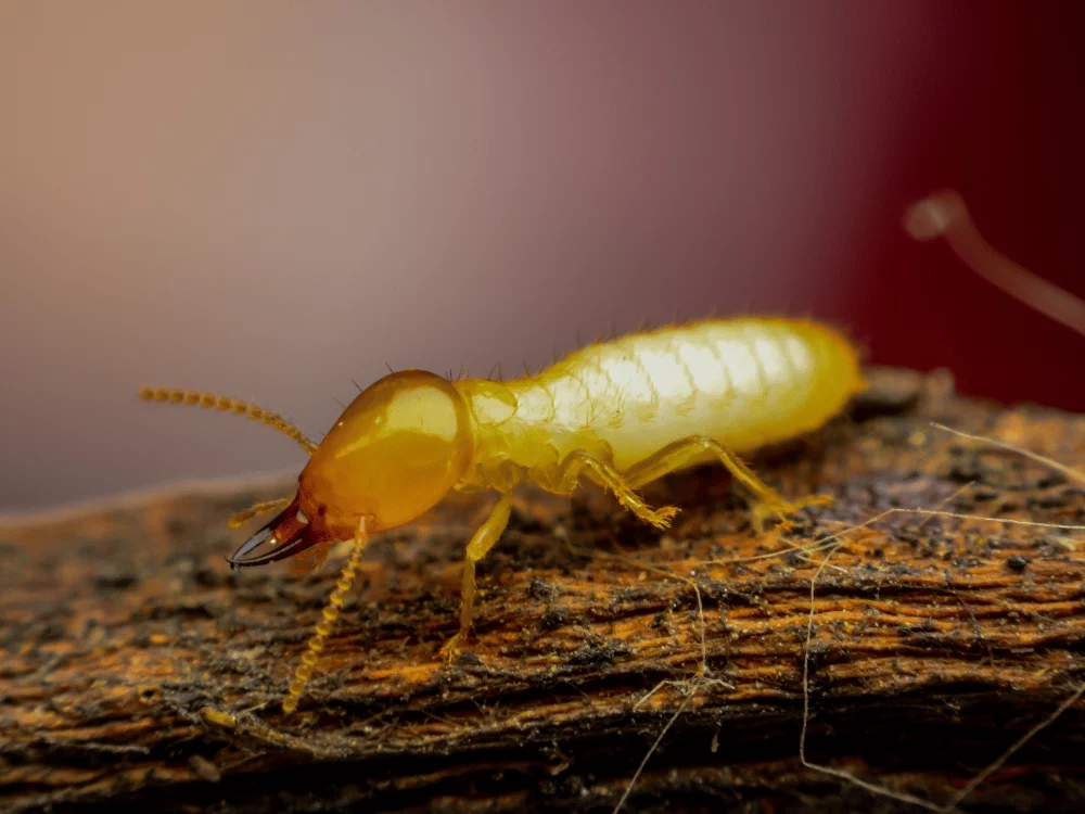 traitement termites