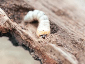 Insectes à bois dans vos poutres, comment les éliminer ?