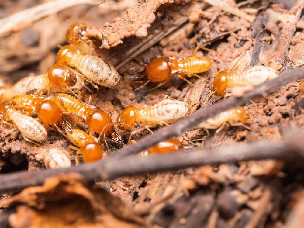 termite