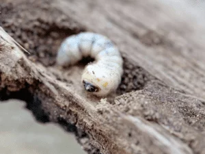Insectes à bois dans des meubles : nos solutions