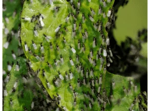 Comment se débarrasser des moucherons ?