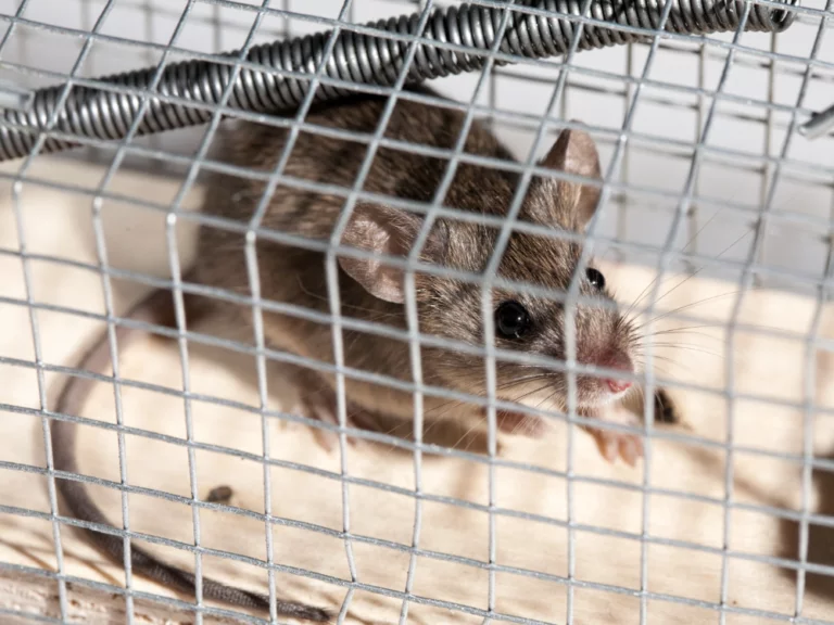 Comment se débarrasser des souris ?