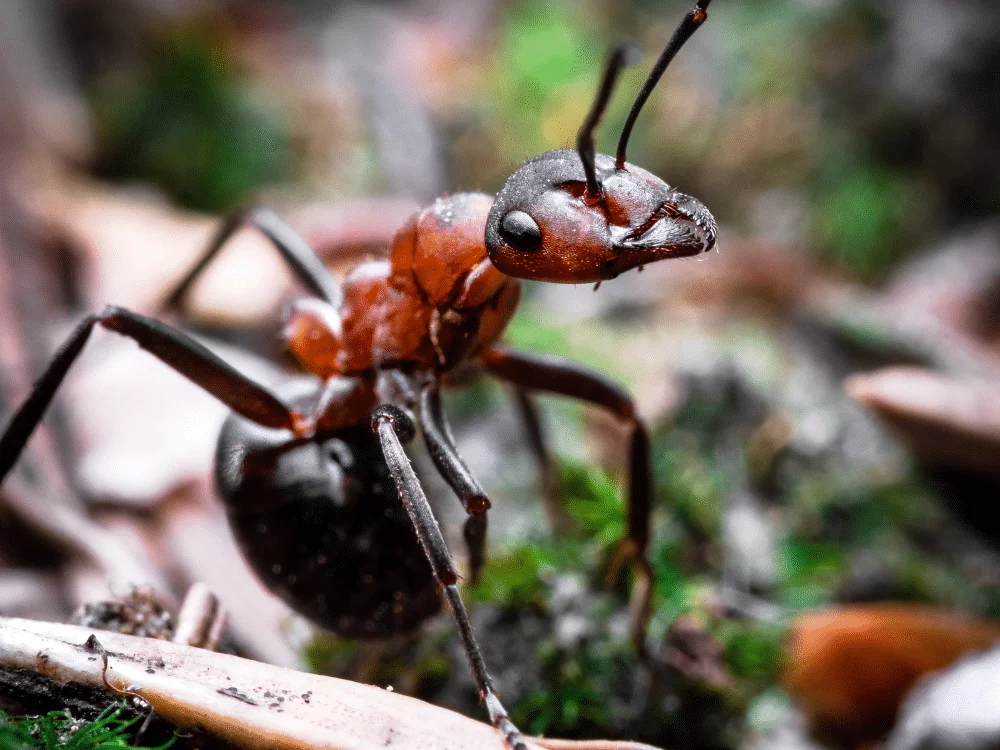 Quel est le prix d'un traitement fourmis ?