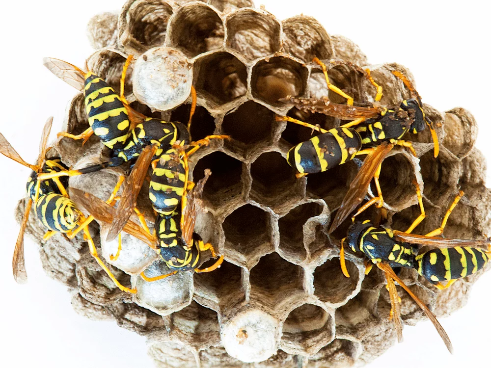 Quel est le prix pour traiter un nid de guêpes ?