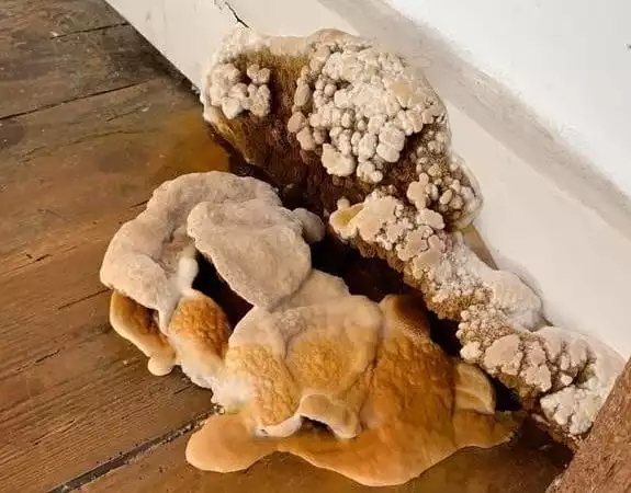 champignon mérule