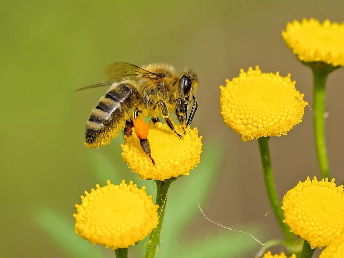 abeille